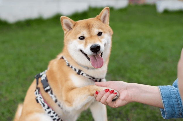 care of pets library 