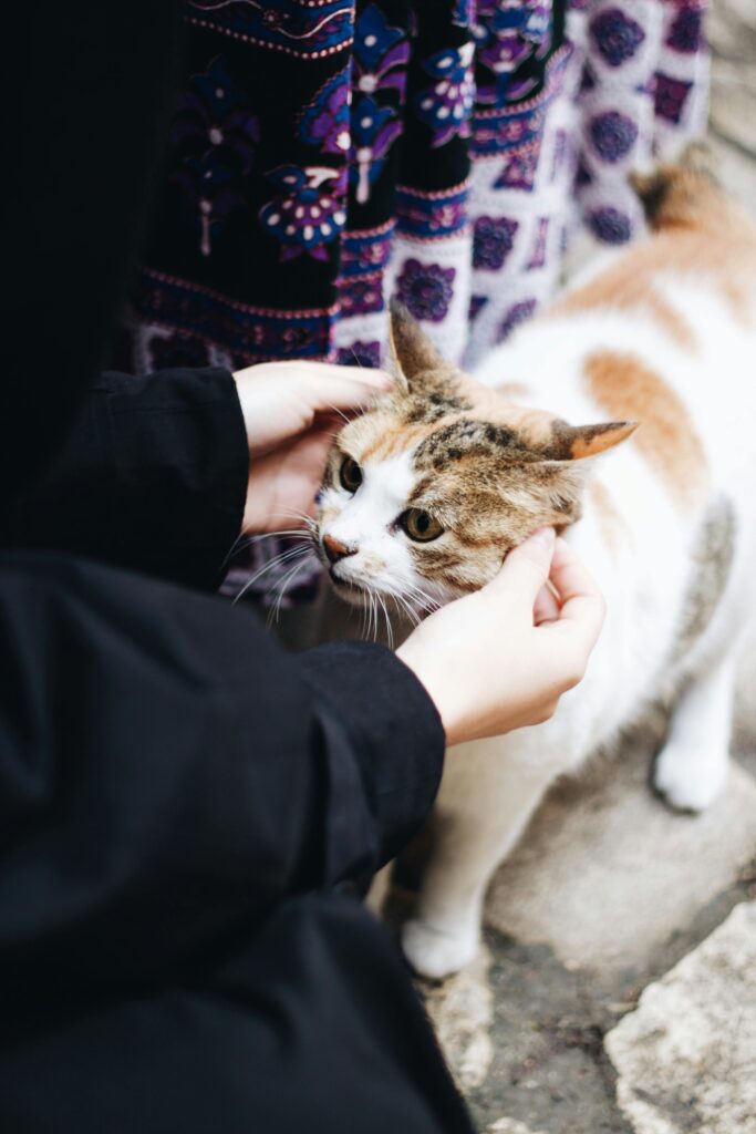 Care of pets library 