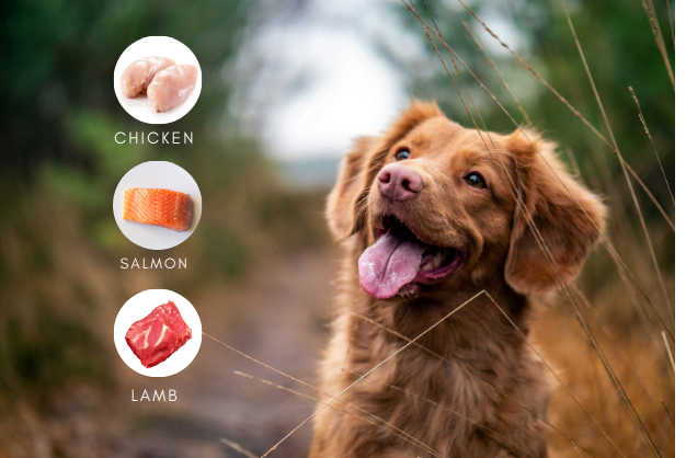 best food for itchy skin in dogs