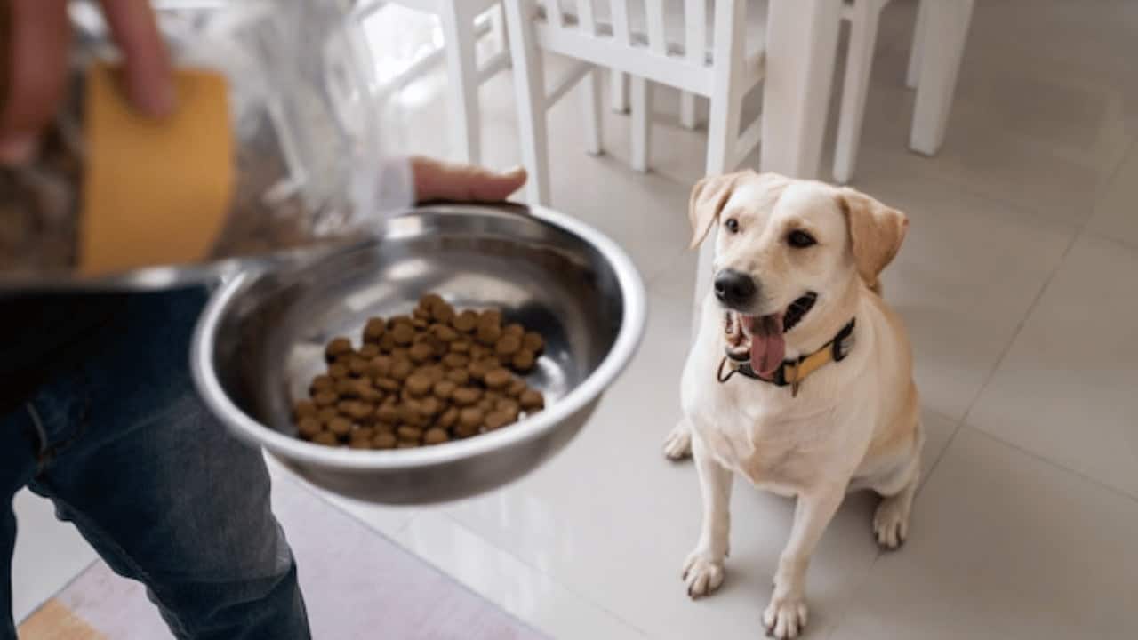 dog foods that help prevent illness