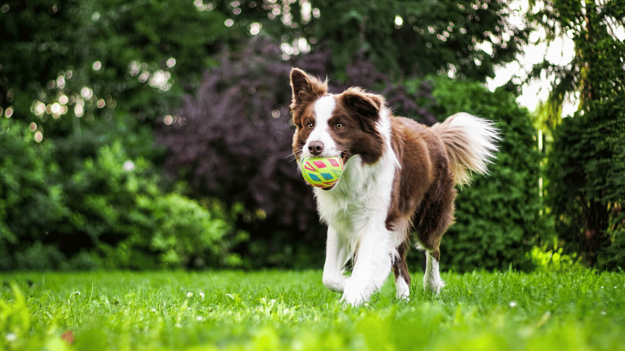 therapy dog training