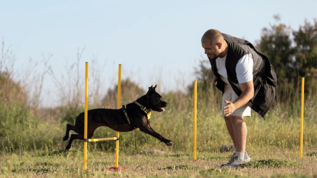 therapy dog training