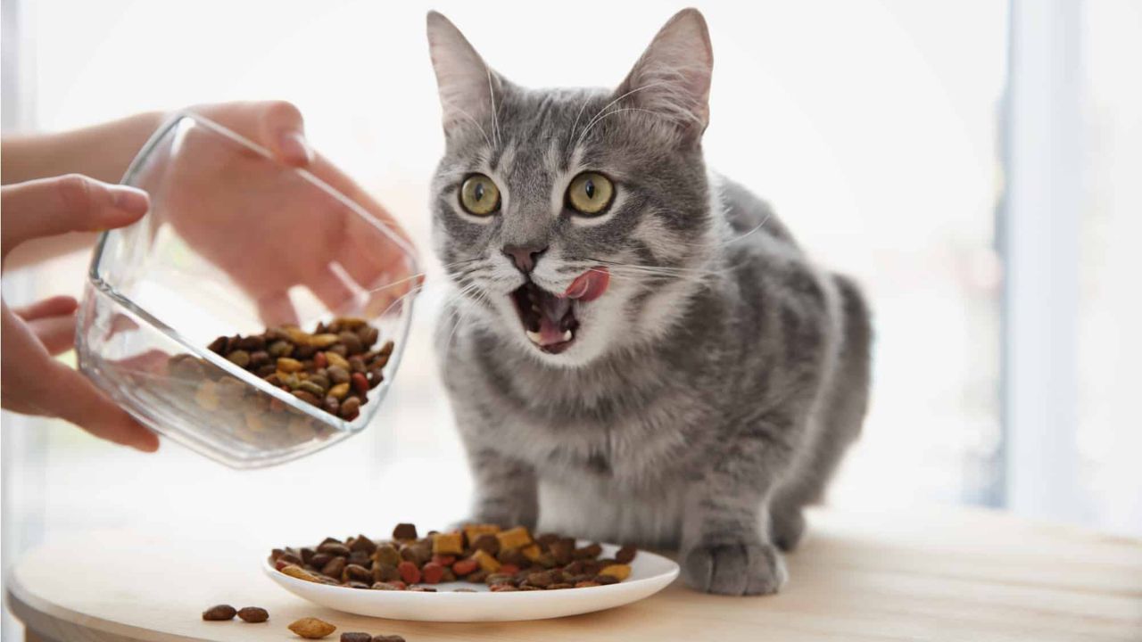 Cat Food Reviews