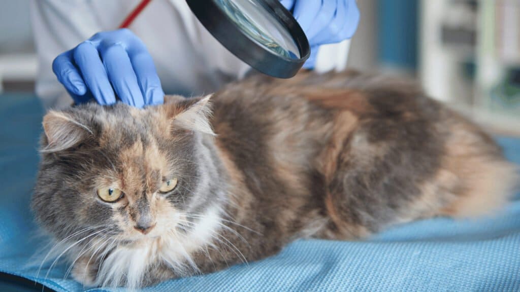 Cushing's Disease in Cats