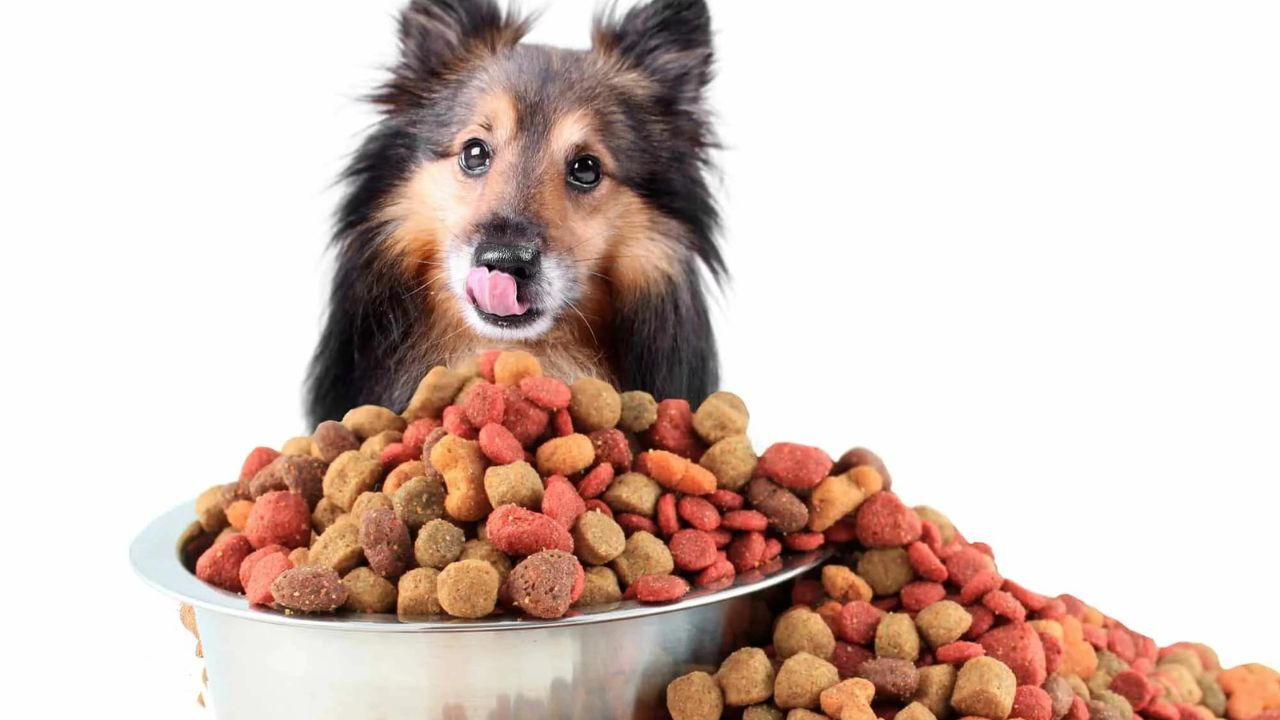 Dog Food Reviews