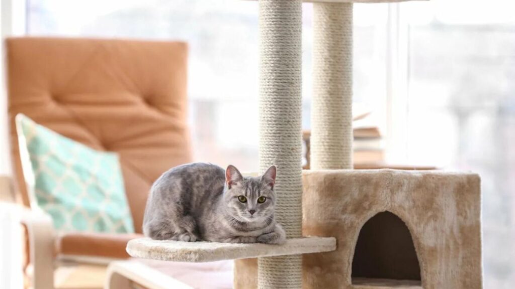 How To Choose The Best Cat Tree For Large Cats