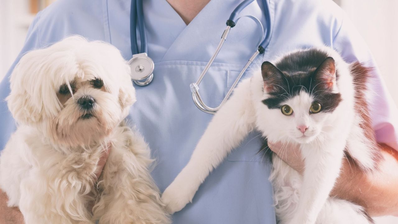 Veterinary Expertise and Specializations