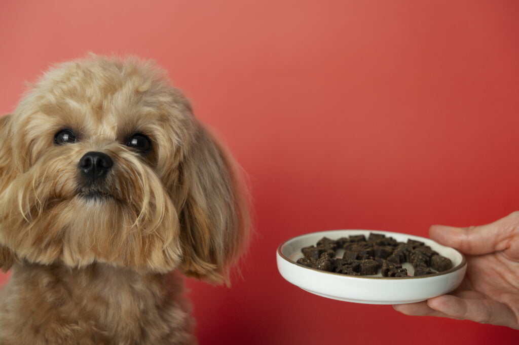 Best dog food for puppies