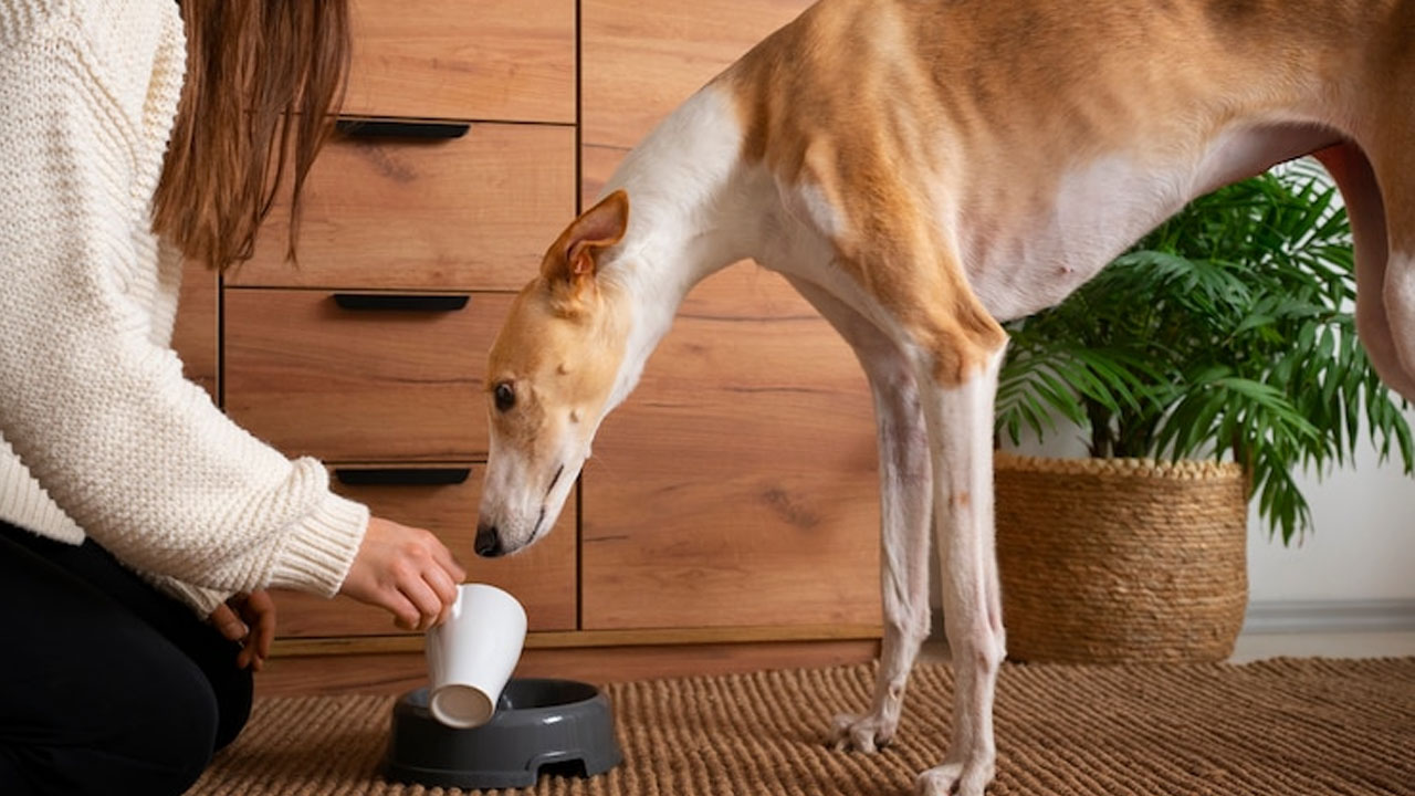 Best dog food for allergies