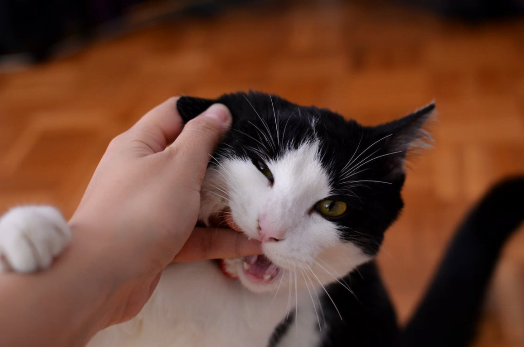 How to Get a Cat to Stop Biting