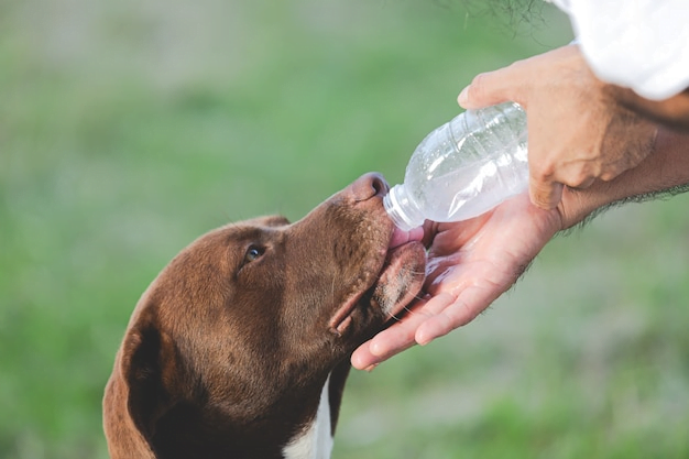 How long can you leave a dog alone with food and water?