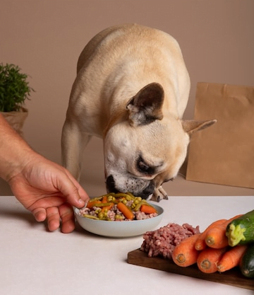 20 Nutritious Dog Foods That Help Prevent illness