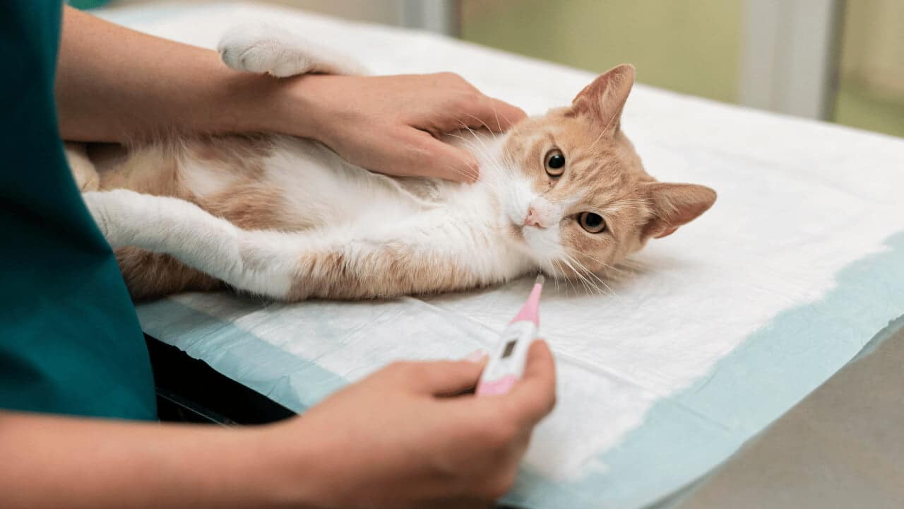 rheumocam for cats