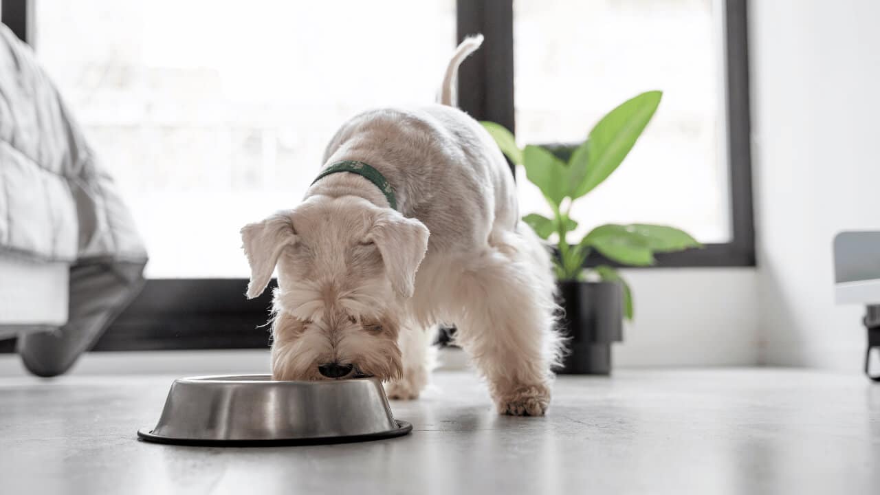 Can Dogs Eat Cottage Cheese? The Ultimate Guide