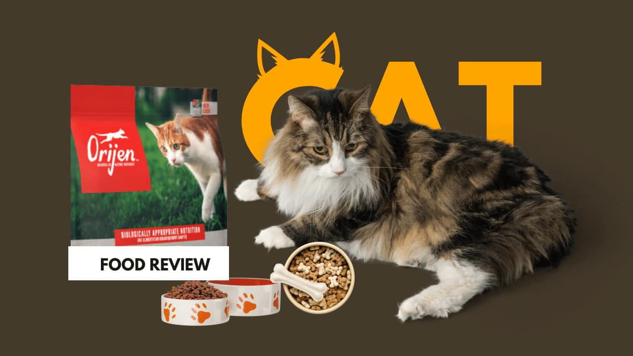 Orijen Cat Food Reviews