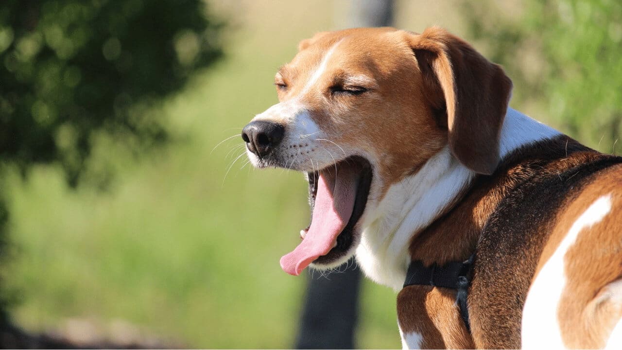 why beagles are the worst dogs