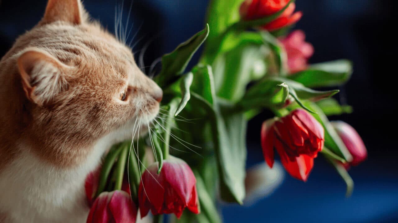 are calla lilies poisonous to cats?