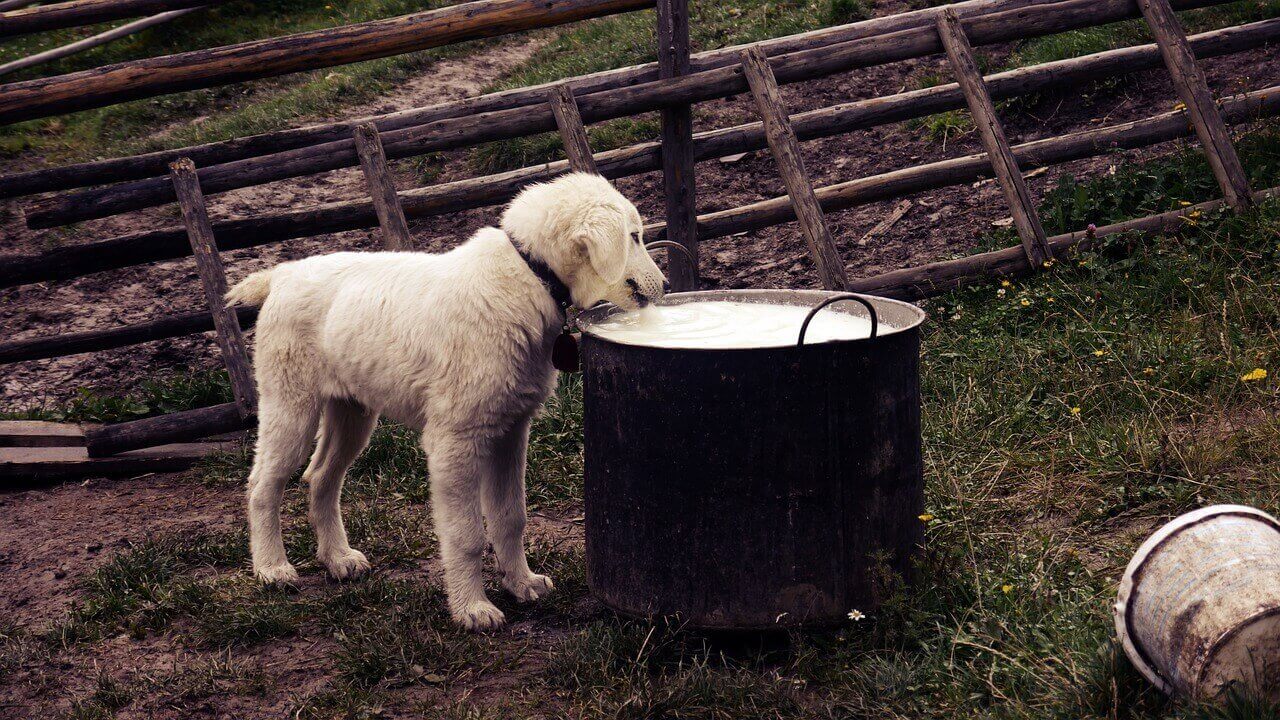 can dogs eat cottage cheese