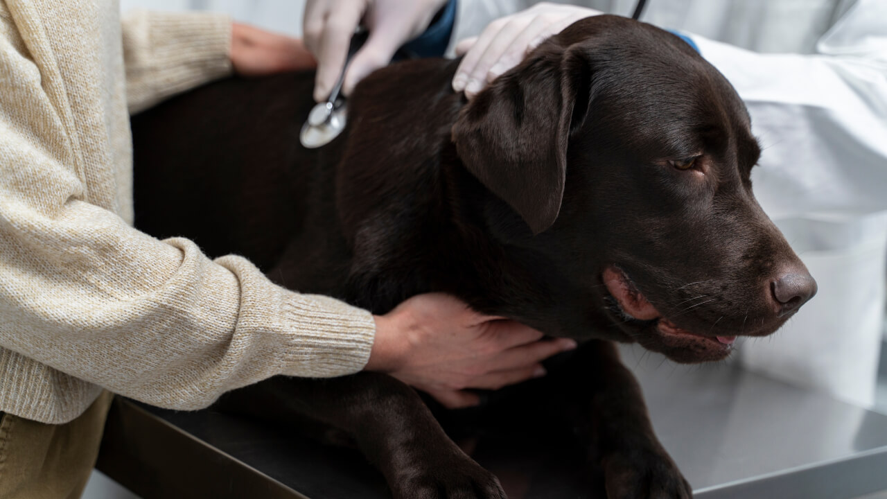 when to euthanize a dog with cancer