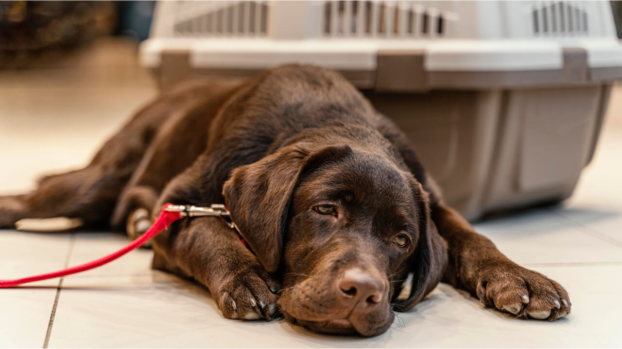 when to euthanize a dog with cancer