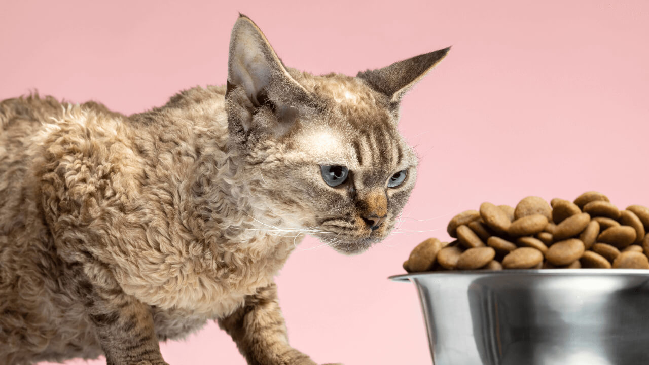 Best Cat Food For Kidney Disease