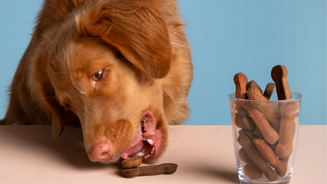 Can Dogs Eat Cinnamon Rolls