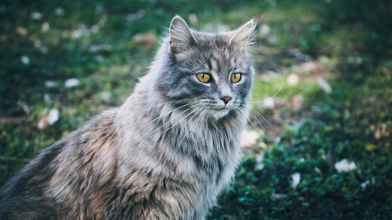 Norwegian Forest Cat kittens