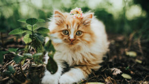 norwegian forest cat kittens Norwegian Forest Cat Price