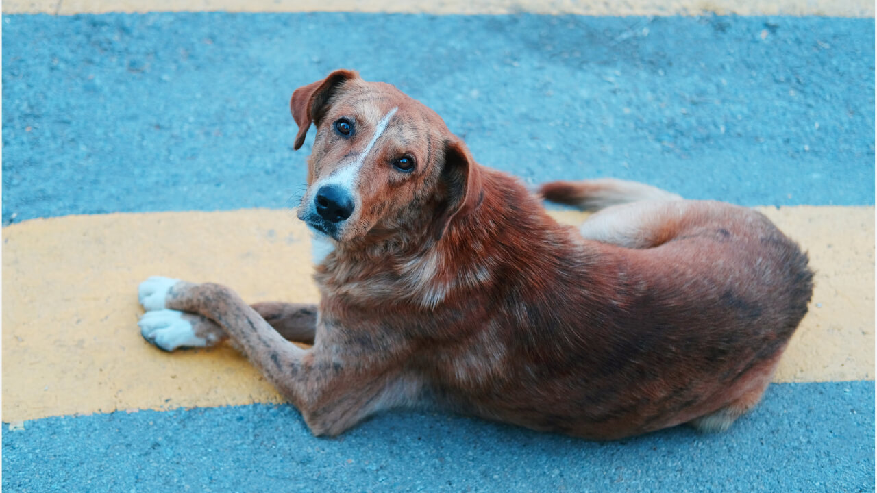 Dog dry skin remedy