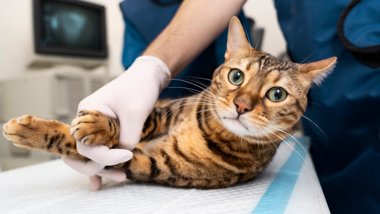 when to euthanize a cat with seizures