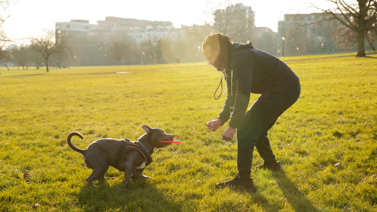 How Long Does It Take To Train A Service Dog?Expert's Opinion 