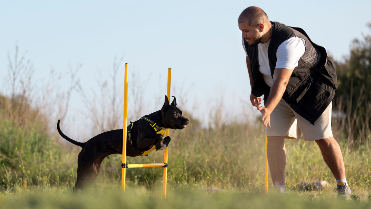 How Long Does It Take To Train A Service Dog?Expert's Opinion 