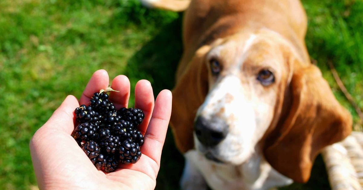 Can Dog Eat Blackberries