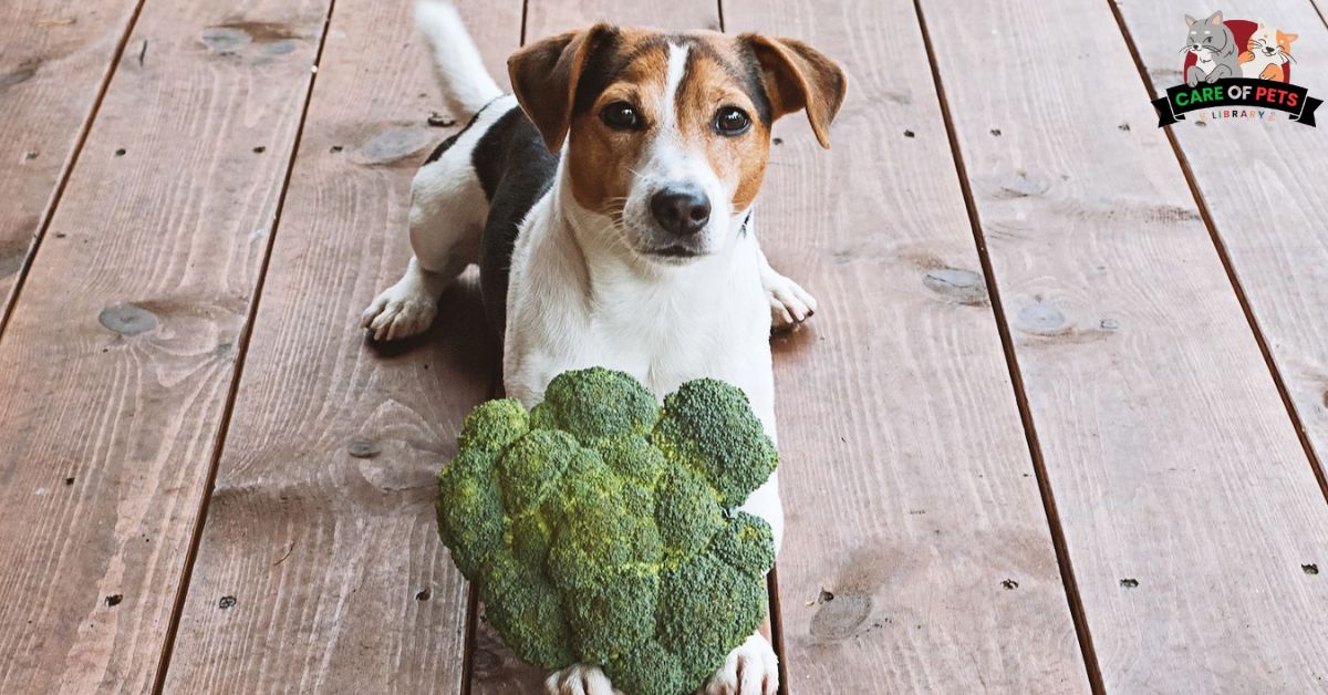 Can Dog Eat Broccoli