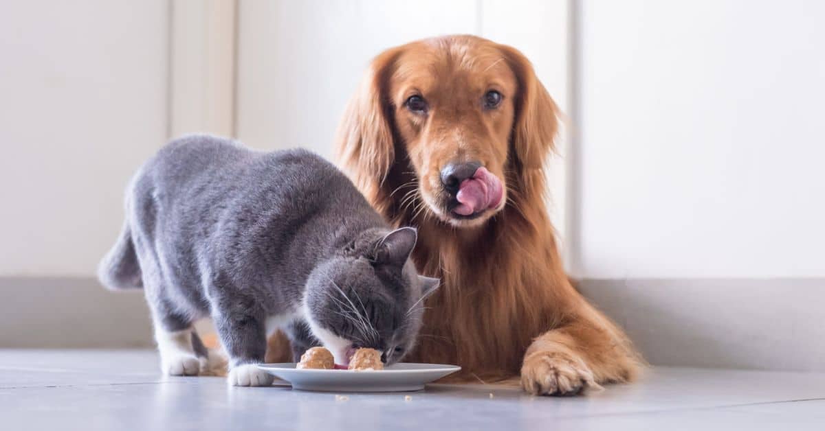 Can Dog Eat Cat Food