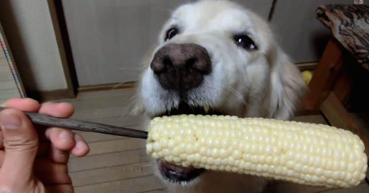 Can Dogs Eat Canned Corn
