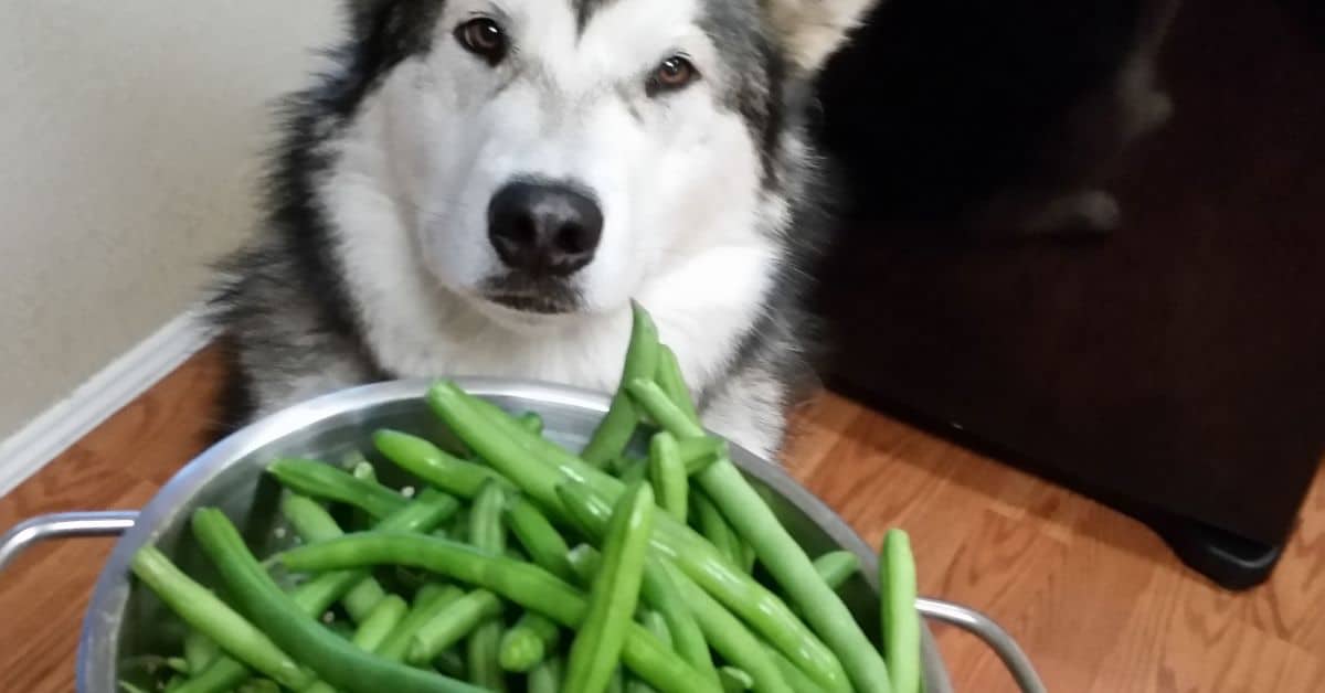 Can dogs eat Green beans