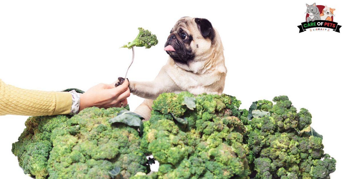 How to Feed Your Dog Broccoli