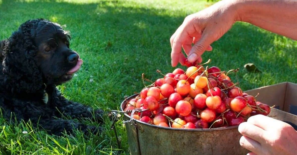 Is It Safe for Dogs to Have Cherries