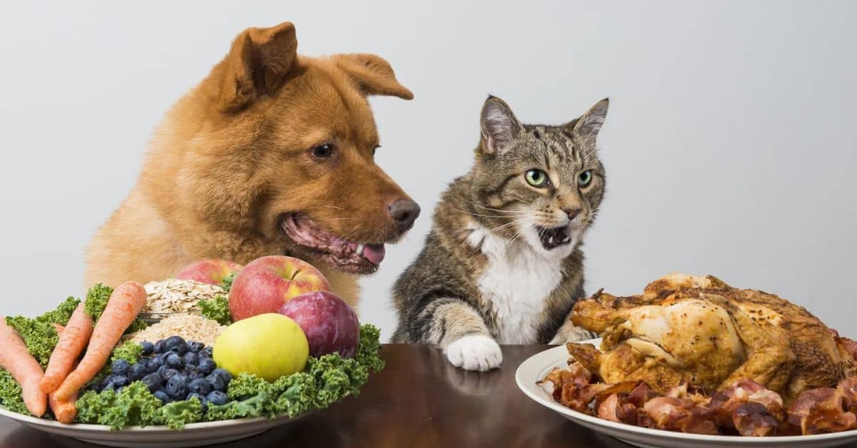 Is It Safe for a Dog to Eat Cat Food
