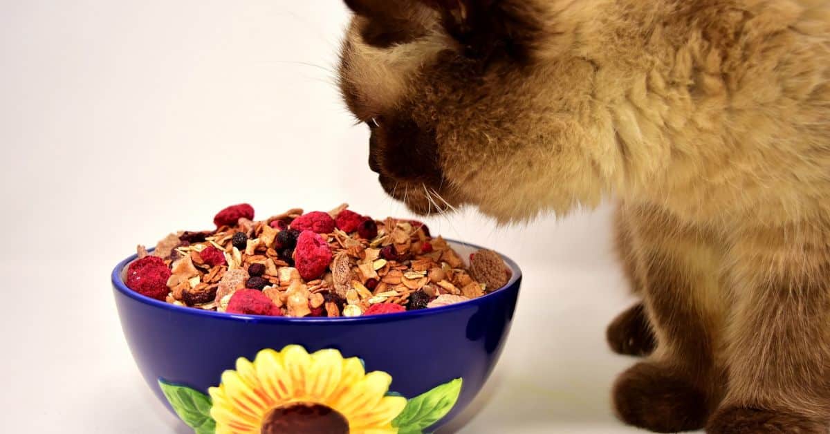 Is cat food bad for dogs
