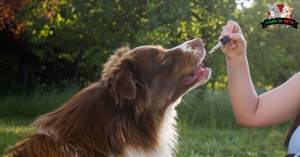 The Benefits of Asparagus for Dogs