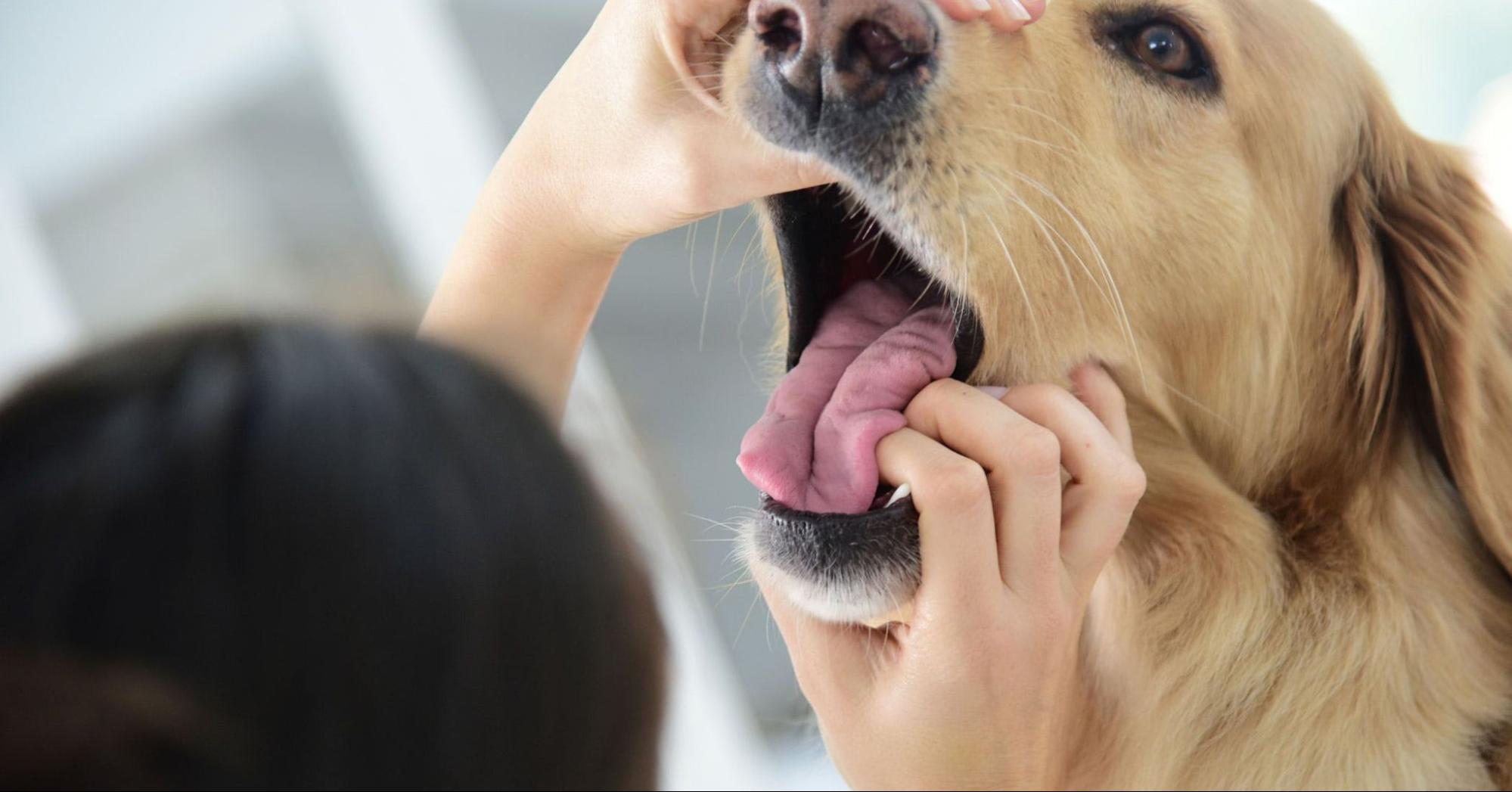 What Causes Heavy Breathing In Dogs