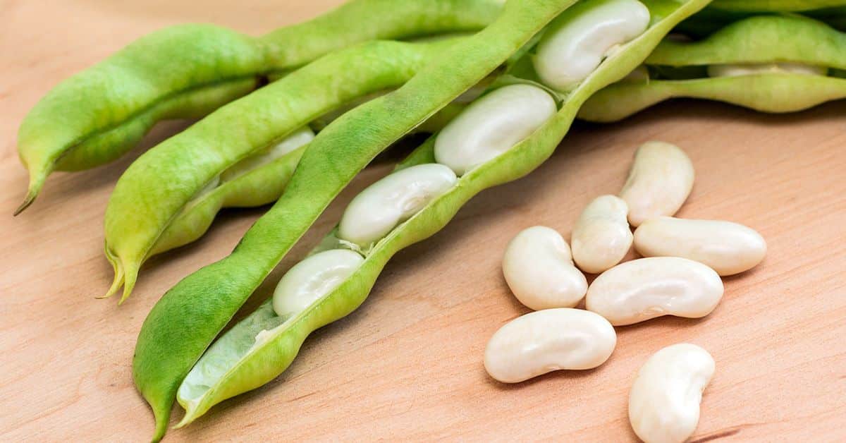 What Type of Beans Should Dogs Avoid