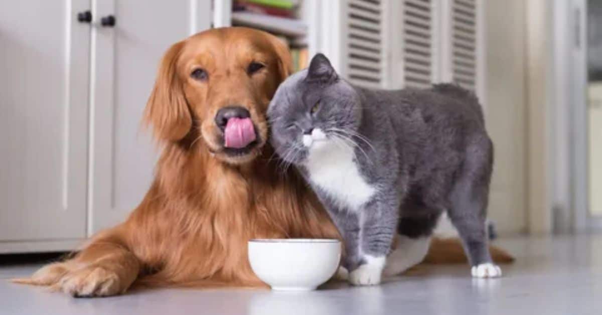 What is the difference between cat and dog food