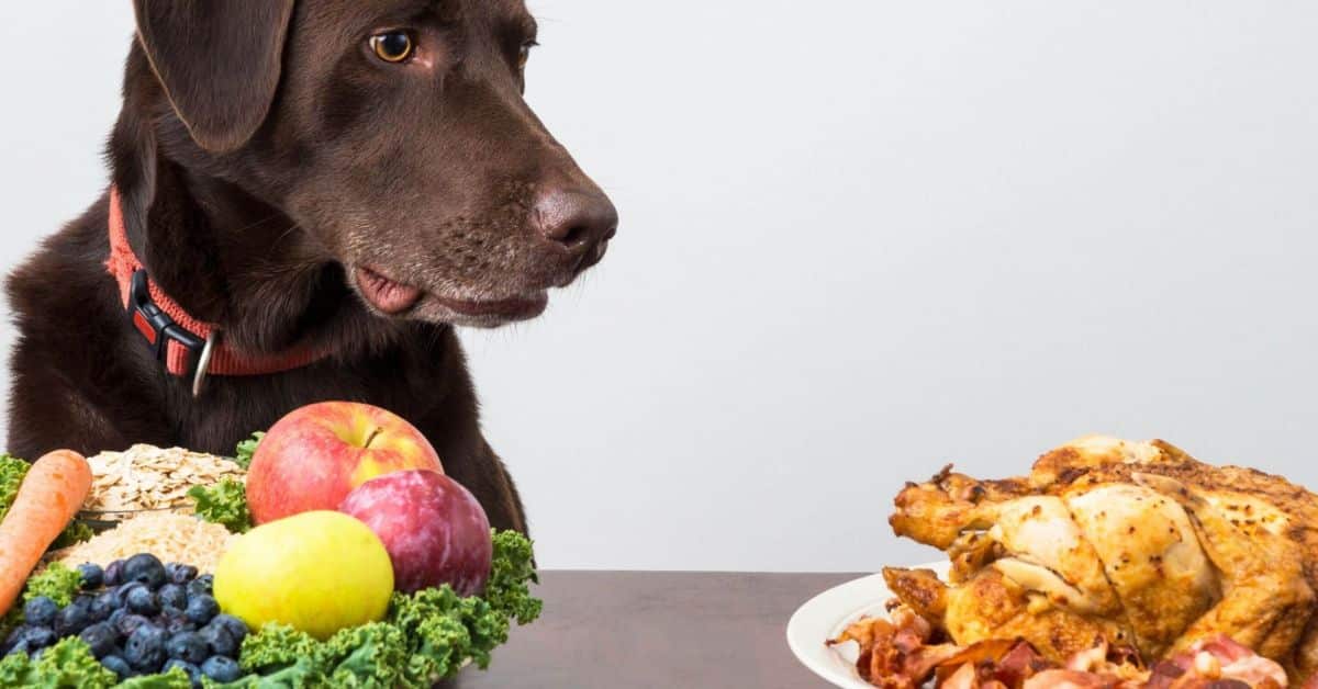 What to Do if Your Dog Eats a Whole Cherry