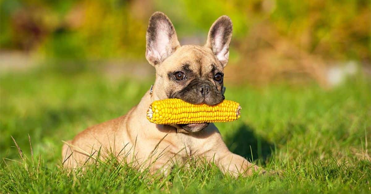 Which Types Of Corn Can Dogs Eat