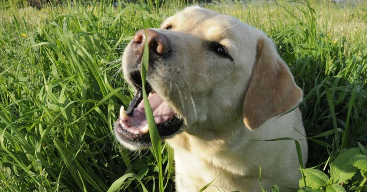 Why do Dogs Eat Grass Is it Bad for Them