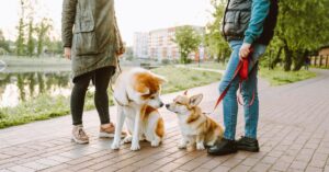 How to Socialize a Reactive Dog - Whole Dog Journal