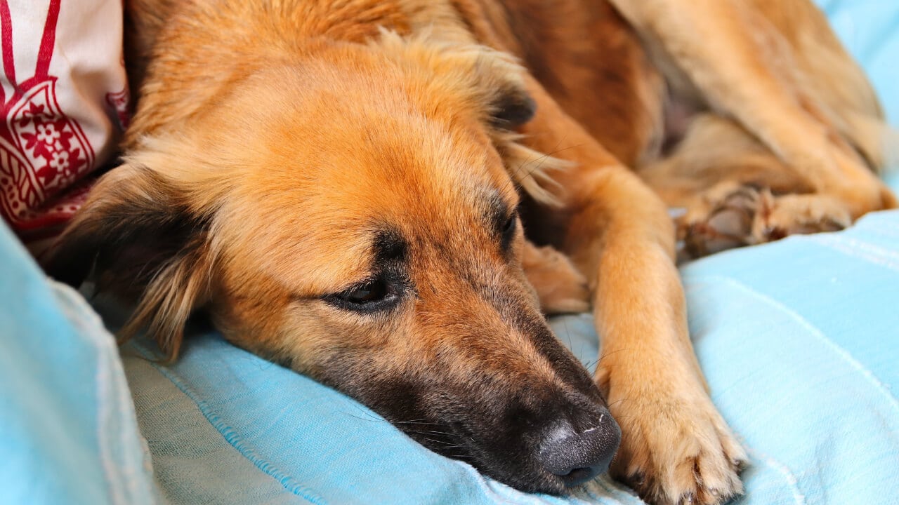 Pyoderma in dogs home treatment